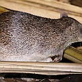 Northern Brown Bandicoot in Centenary Lakes. Bulging cheek (maybe food) and one ear missing<br />Canon EOS 6D + EF400 F5.6L + SPEEDLITE 580EXII + Better Beamer